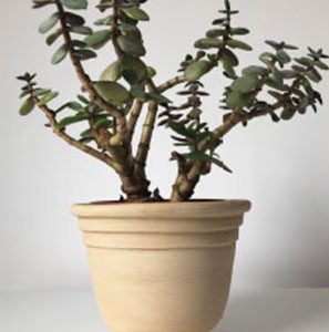 Terracotta Pflanzentopf Modell M4