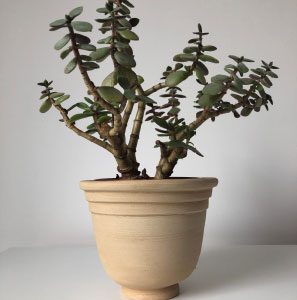 Terracotta Pflanzentopf Modell M4