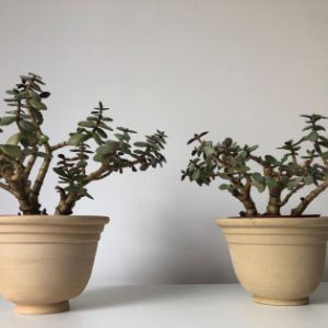 Terracotta Pflanzentopf Modell M4