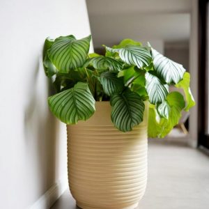 Nyllo Pflanzentopf Paris